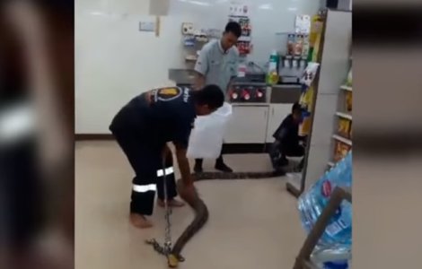 Un piton de 4 metri a fost gasit dormind intr-un magazin din Thailanda / VIDEO