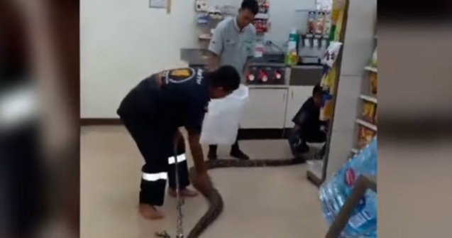 Un piton de 4 metri a fost gasit dormind intr-un magazin din Thailanda / VIDEO