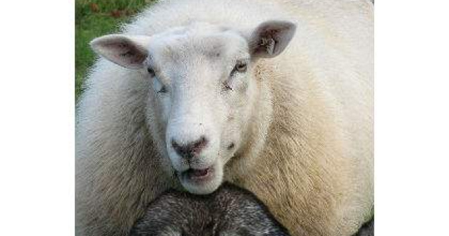 Lupul, paznic la oi? FMI se implica tot mai mult in "viata" Europei