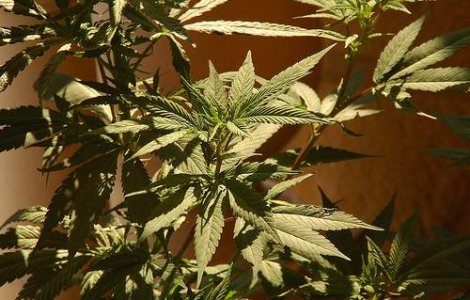 Cum vrea Elvetia sa reduca consumul de droguri de pe piata neagra?