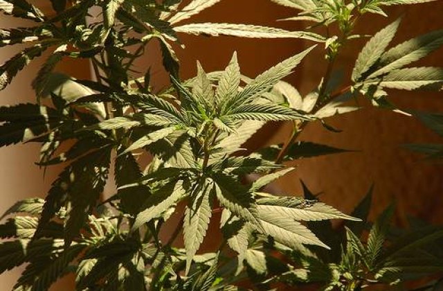 Cum vrea Elvetia sa reduca consumul de droguri de pe piata neagra?