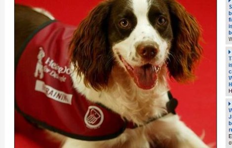 Cainii pot salva oamenii de la cancer