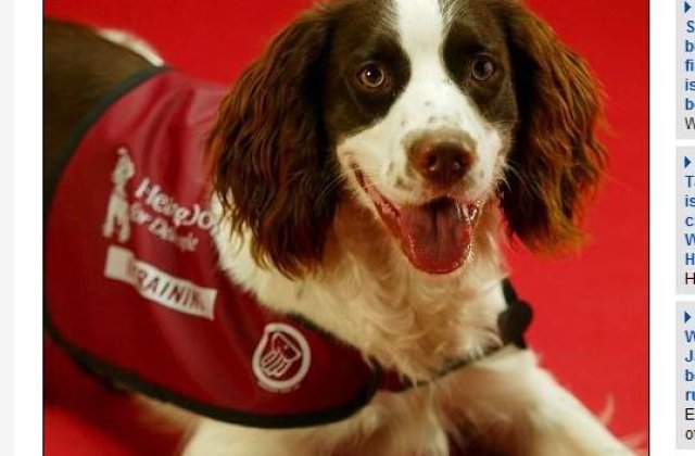 Cainii pot salva oamenii de la cancer