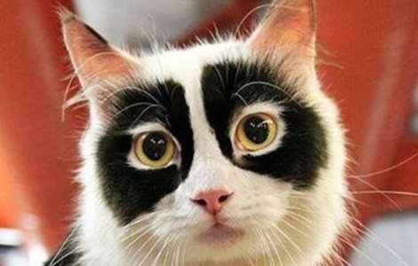  Top  10+ imagini cu animale ce se fac remarcate prin infatisarea lor unica