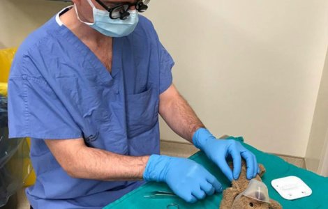 Motivul pentru care un neurochirurg "opereaza" un ursulet de plus