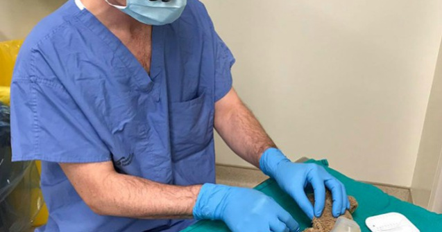 Motivul pentru care un neurochirurg "opereaza" un ursulet de plus