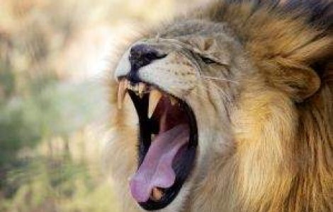 Cum vrea Africa sa fie noua Europa?