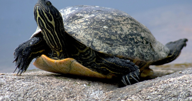 123 de testoase uriase au fost furate de la un centru din Insulele Galapagos