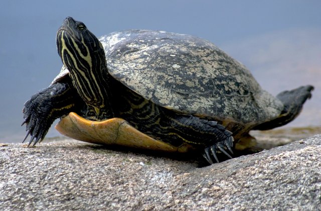 123 de testoase uriase au fost furate de la un centru din Insulele Galapagos