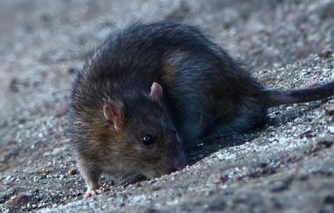 O asociatie pentru drepturile animalelor le cere parizienilor sa inceteze &#39;masacrul&#39; impotriva sobolanilor