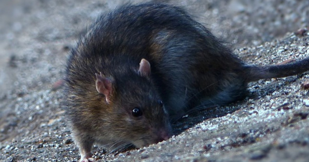 O asociatie pentru drepturile animalelor le cere parizienilor sa inceteze &#39;masacrul&#39; impotriva sobolanilor