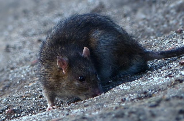 O asociatie pentru drepturile animalelor le cere parizienilor sa inceteze &#39;masacrul&#39; impotriva sobolanilor