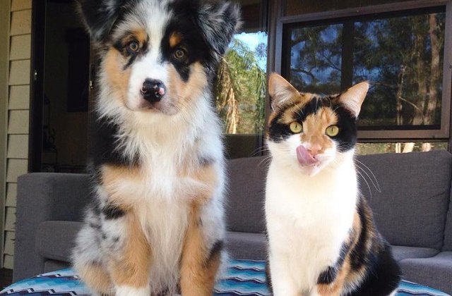 10+ perechi de animale care seamana izbitor, desi fac parte din specii diferite