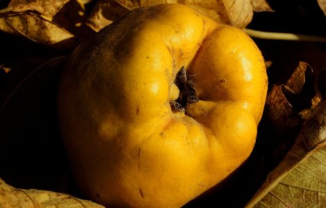  Top  10 motive pentru care ar fi bine sa consumi gutui in fiecare toamna