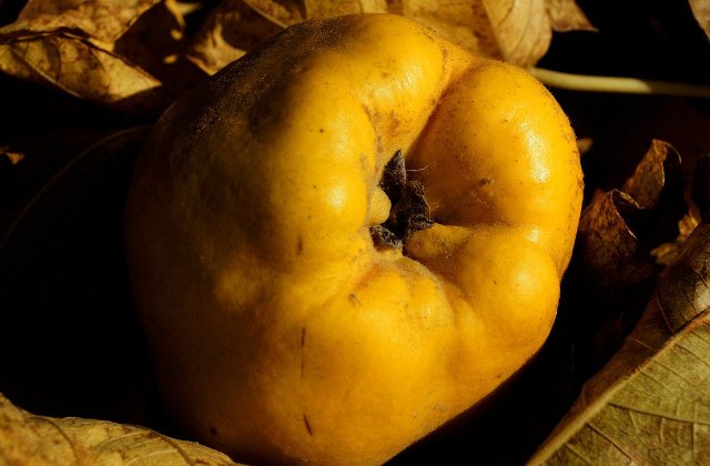 10 motive pentru care ar fi bine sa consumi gutui in fiecare toamna