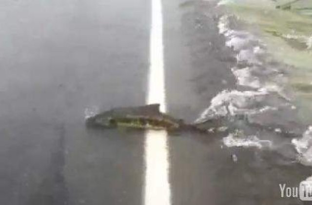 [VIDEO] Cum trece un somon... strada?