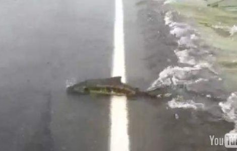  Video  Cum trece un somon... strada?