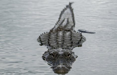 O femeie din Australia a fost atacata si ucisa de un crocodil