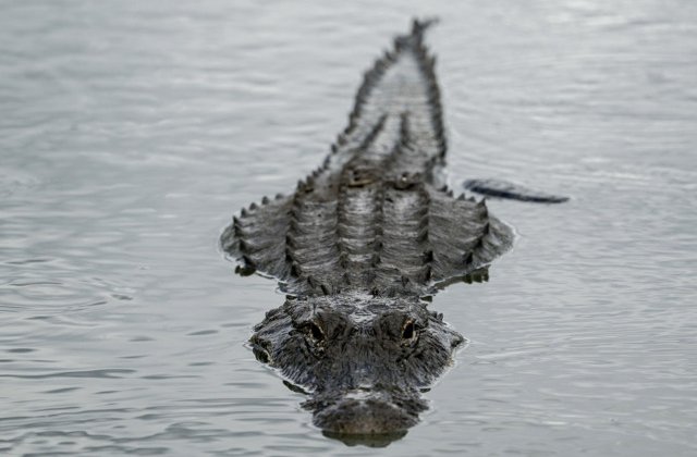 O femeie din Australia a fost atacata si ucisa de un crocodil