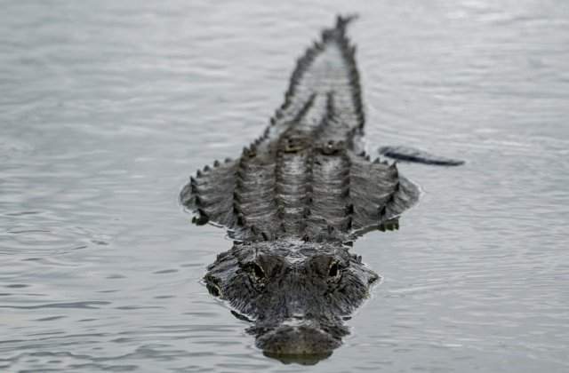 O femeie din Australia a fost atacata si ucisa de un crocodil