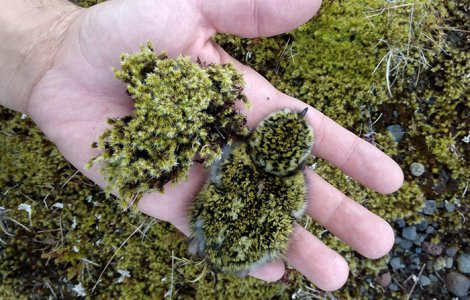  Top  10 momente cand obiectele si animalele s-au potrivit perfect cu mediul inconjurator