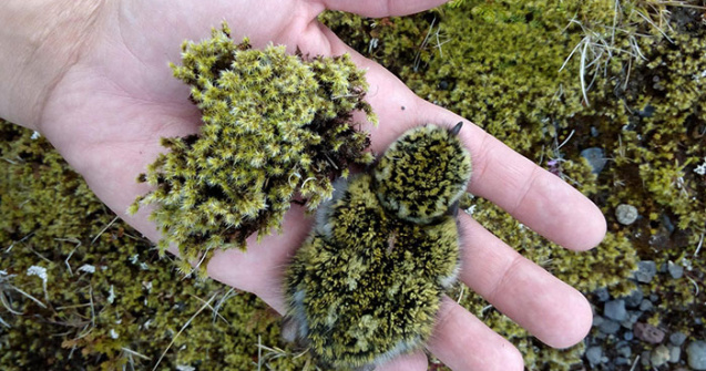  Top  10 momente cand obiectele si animalele s-au potrivit perfect cu mediul inconjurator