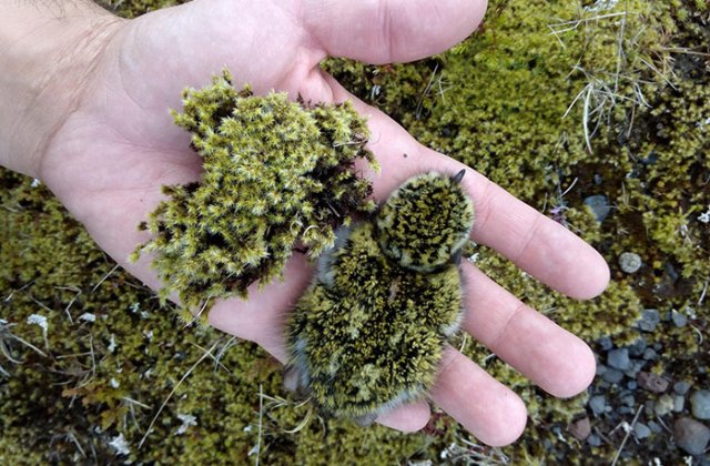 10 momente cand obiectele si animalele s-au potrivit perfect cu mediul inconjurator