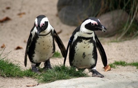 Doi pinguini de acelasi sex clocesc impreuna un ou la acvariul din Sydney