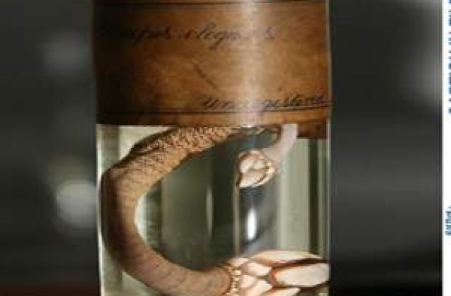 Si totusi omul se trage din maimuta. 2 secole de la nasterea lui Charles Darwin