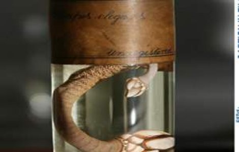 Si totusi omul se trage din maimuta. 2 secole de la nasterea lui Charles Darwin