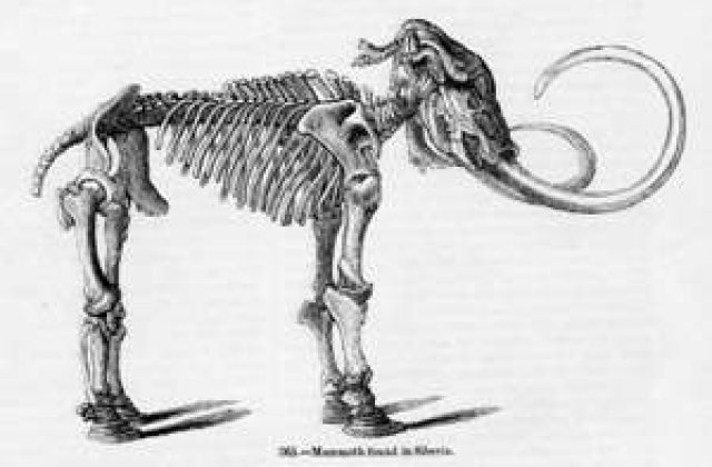 Viagra, in ADN-ul mamutilor