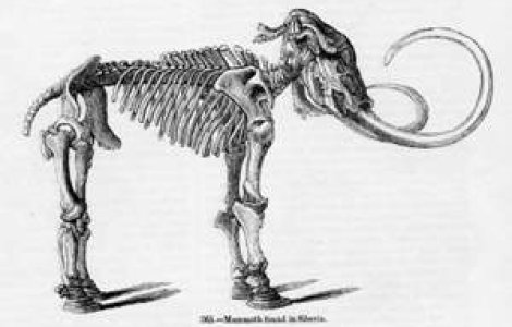 Viagra, in ADN-ul mamutilor