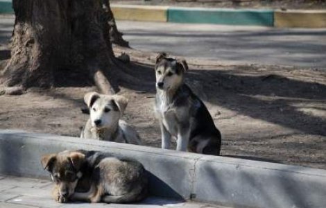 ASPA vrea sa sterilizeze 10.000 de caini, cu doi angajati