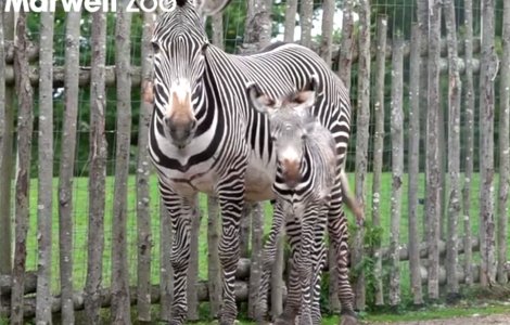 Un pui de zebra dintr-o specie pe cale de disparitie s-a nascut la o gradina zoo din Anglia / VIDEO