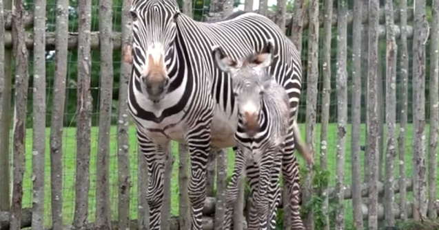 Un pui de zebra dintr-o specie pe cale de disparitie s-a nascut la o gradina zoo din Anglia / VIDEO