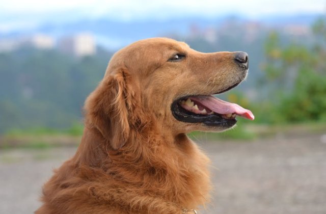 Studiu: Cainii sunt capabili sa proceseze cuvintele pe care le invata de la oameni