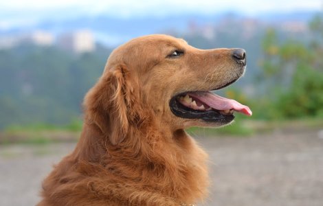 Studiu: Cainii sunt capabili sa proceseze cuvintele pe care le invata de la oameni