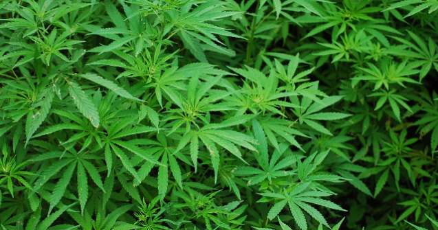 Canada a legalizat canabisul recreational