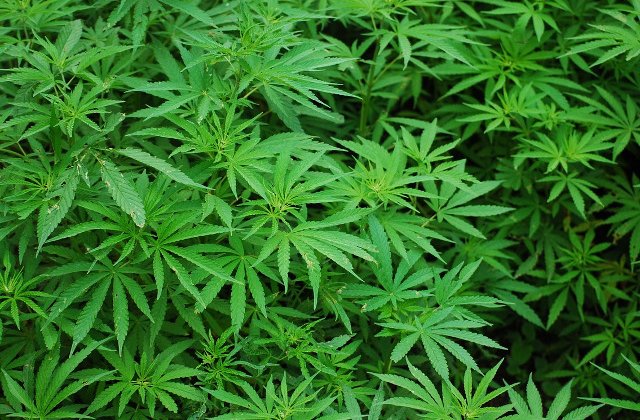 Canada a legalizat canabisul recreational