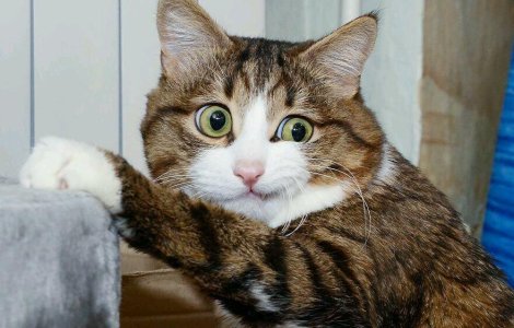  Top  10+ imagini cu animale care nu au nicio problema in a-si arata emotiile