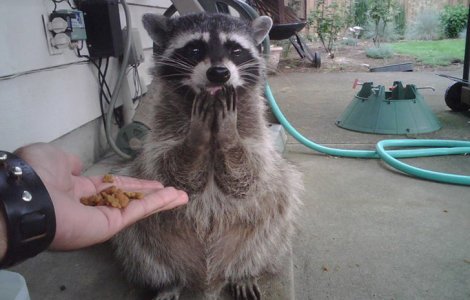  Top  15+ imagini cu animale surprinse in cele mai neasteptate momente