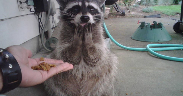  Top  15+ imagini cu animale surprinse in cele mai neasteptate momente