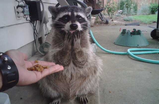 15+ imagini cu animale surprinse in cele mai neasteptate momente