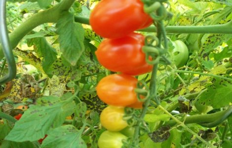  Top  Simetrie in natura: 15+ imagini cu alimente pe care nu te vei satura sa le privesti