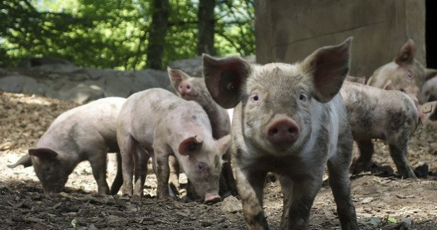 Expertii Comisiei Europene desfasoara in Romania o misiune de audit privind pesta porcina