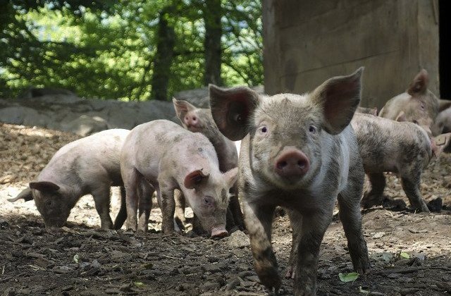 Expertii Comisiei Europene desfasoara in Romania o misiune de audit privind pesta porcina