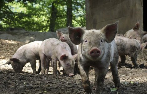 Expertii Comisiei Europene desfasoara in Romania o misiune de audit privind pesta porcina