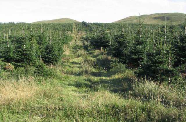 Cum se fura pomi de Craciun in Romania?