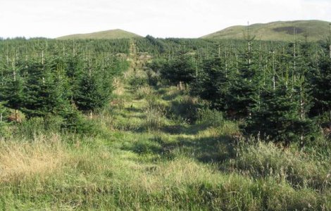 Cum se fura pomi de Craciun in Romania?