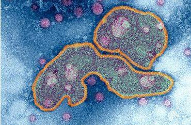 A fost creat un virus mortal